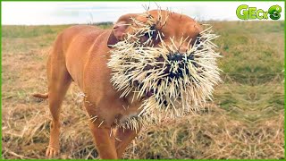 35 Bad Moments! Stupid Dog Attacks Porcupine and Receives Painful Ending | Animal Fight