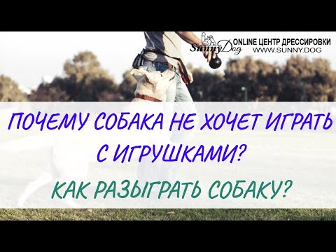 Как разыграть собаку? Что делать, если собака не хочет и не умеет играть?