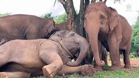 An Incredible Display of Love and Loyalty from an Elephant Herd - ElephantNews thumbnail