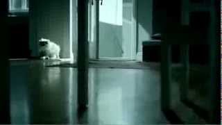 BAYER Advantage NoFleas.ca