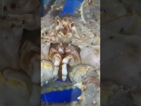 Crab king aquarium #dubai #deiradubai #uae #aquarium