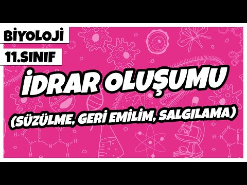 11. Sınıf Biyoloji - İdrar Oluşumu (Süzülme, Geri Emilim, Salgılama) | 2022