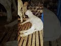 ##homesheephome ##funny ##sheep365 ##lifeisbutadream #sheepbreeding ####animals ###sheepbreeding