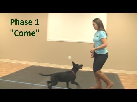 teaching puppy to come