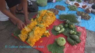 el cultivo tradicional del maiz, el cultivo asociado, parte 4