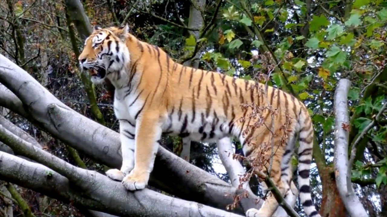 See All The Animals. What Types Are They And How Many? What Are They