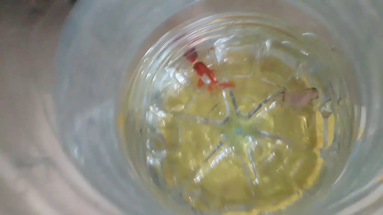 Yeni özel tür japon balıkları YouTube