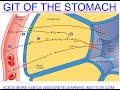 GIT OF THE STOMACH