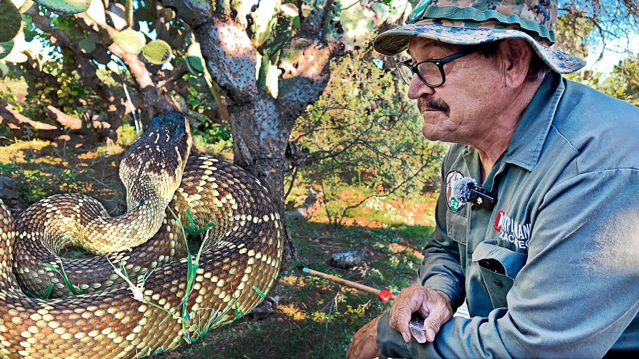 ¡PELIGRO!, El que busca encuentra - Encontramos varias VÍBORAS DE CASCABEL en el campo