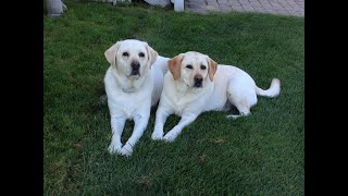 Always in our hearts--Maddie & Dakota by Stephanie Vallee 18,060 views 2 years ago 3 minutes, 16 seconds