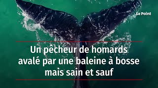 Un pêcheur de homards avalé par une baleine à bosse mais sain et sauf