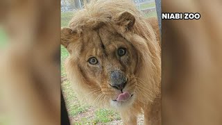 Why do some lionesses have manes?