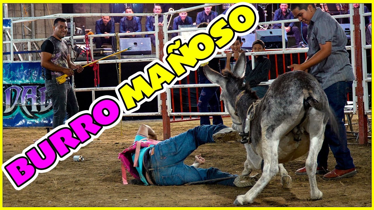 Mi BURRITO MAÑOSITO