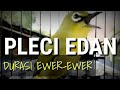 Pleci Ngalas Ngotot Durasi Ewer Ewer Mp3 - Mp4 Download