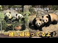 3/22双子パンダ二人で一緒に頑張ろうね！ぴったり寄り添ってる姿が愛おしいgiantpanda @tokyo 上野動物園
