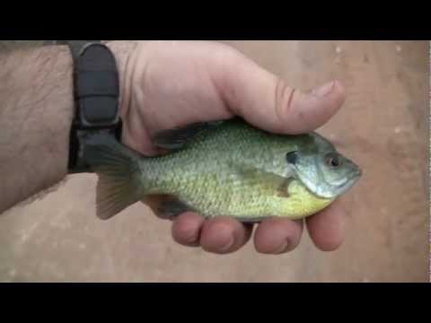 Catfish John - Jerry Garcia / Grateful Dead from YouTube · Duration: 4 minutes 35 seconds · 196,000+ views · uploaded on 11/26/2010 · uploaded by Kimberly E Catfish John - Jerry Garcia / Grateful Dead from YouTube · Duration: 4 minutes 35 seconds · 196,000+ views · uploaded on 11/26/2010 · uploaded by Kimberly E