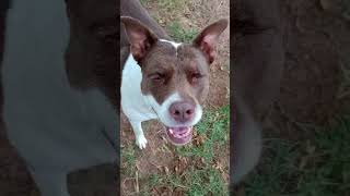 My Pitbulls and Kitty Cat make me happy by Chasing Daydream 33 views 7 months ago 1 minute, 4 seconds