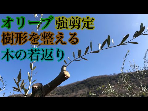 休眠期 今の時期だ オリーブ強剪定 ブランド Namiliva Youtube