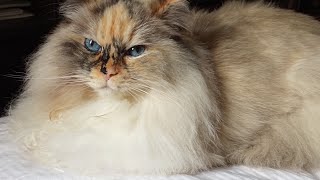 A fluffy cat loaf on my pillow. Beethoven+bonus video. Ragdoll cat Leda