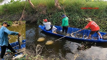 Fishing Videos | Kích Cá Lóc Và Cá Rô Phi Khủng Trong Mương Bèo Lâu Năm | Hương Tràm U Minh