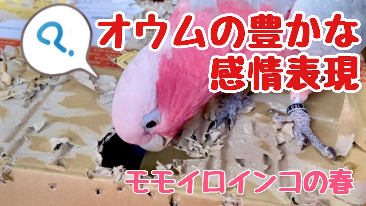 こんなに豊か オウムの感情表現 モモイロインコの春ちゃん Youtube