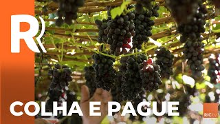 Chácara em Marialva faz sucesso pra quem gosta de uvas