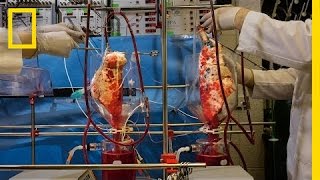 Watch: Pig Lungs Filter Human Blood In A Lab