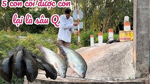 Đi tiêm bãi câu cá rô đồng và cá thác lác đồng đặc biệt là ở ngoài đồng