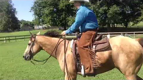 Gorgeous Buckskin Show Mare for sale