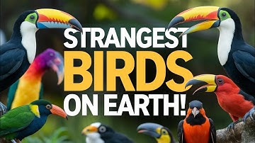 Top 10 Strangest Birds You Won