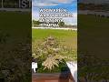 WOOW KREEN, WARU KARAKTER BATANGNYA ISTIMEWA@mahkotabonsai#shots#bonsai#viral