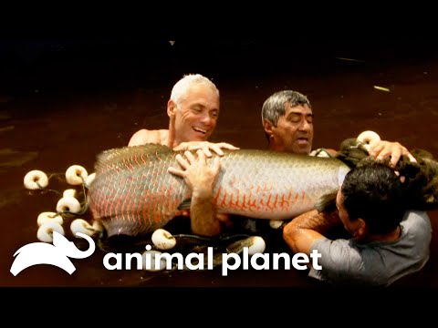 Jeremy Gets ATTACKED by a Swarm of Arapaima! | River Monsters | Animal Planet