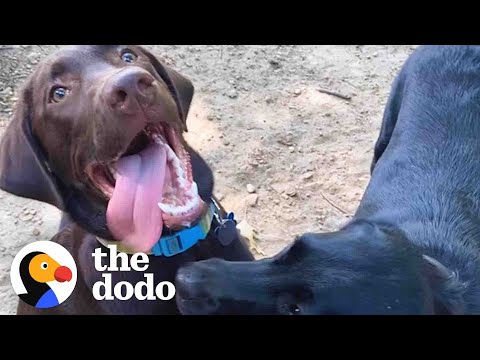 Puppy Reunites With His Sister For The Cutest Playdate Ever | The Dodo