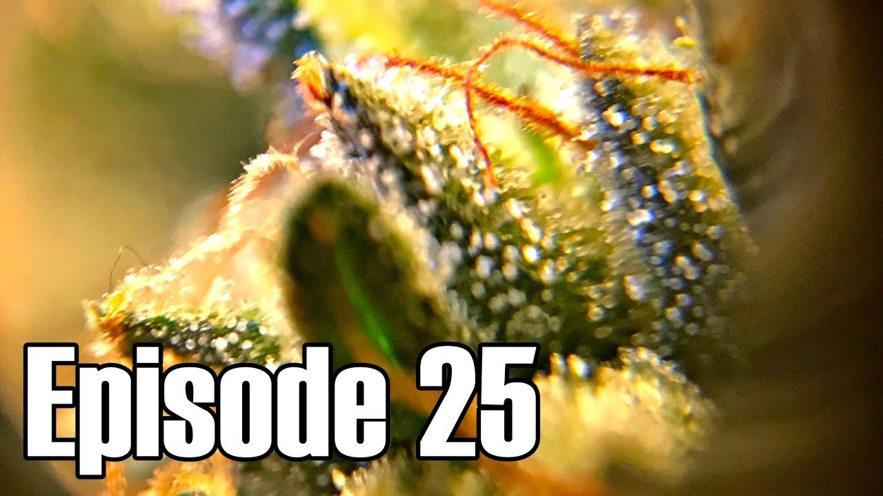 Mango Harvest Indoor Micro Grow - Episode 25