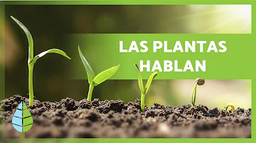 ¿Qué idioma hablan las plantas?