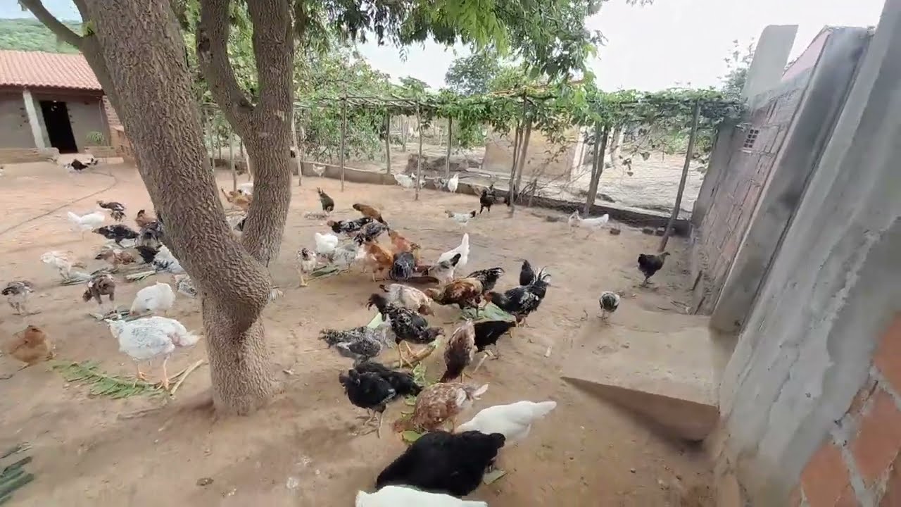 COMO ELIMINAR MOSCA NA SUA GRANJA 