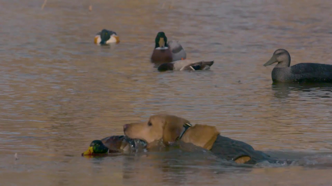 Higdon Outdoors TV Episode 509 Trailer 2 YouTube