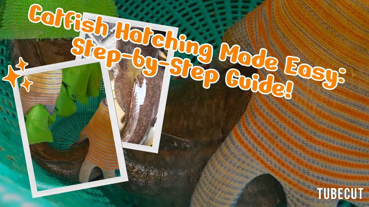 Watch Catfish Hatch Before Your Eyes: Spinning & Hatching Process ...