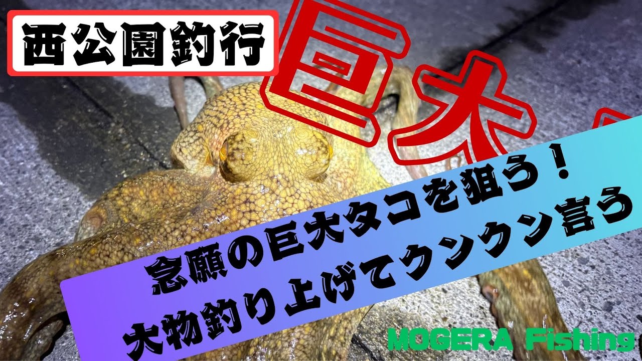 【タコ】大願成就！巨大タコ捕獲！キロタコ連発⁉東扇島西公園で秋タコを狙う！
