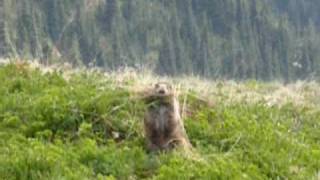 Olympic marmot at Hurricane Ridge