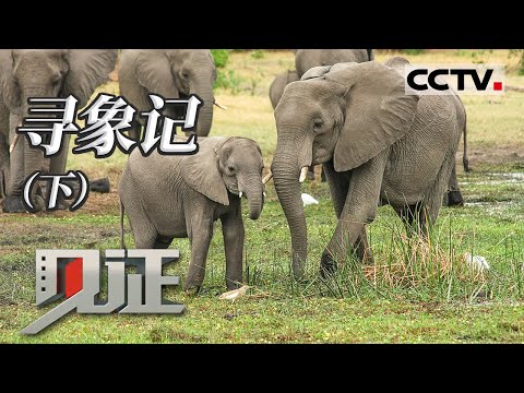 《见证》大象包吃包住的“自由行”由他们默默守护（下） 20210821 | CCTV社会与法