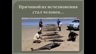 Исчезнувшие животные. Этих животных мы не увидим никогда! Берегите природу!!! Исчезнувшие животные. Этих животных мы не увидим никогда! Берегите природу!!!