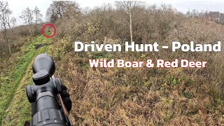 Wild Boar & Red Deer - Driven Hunt Poland 2025