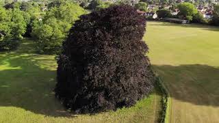 Stoke Lodge copper beech