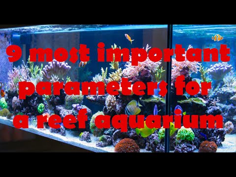 The 9 most important parameters for a reef tank