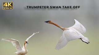 How Trumpeter Swan Takes Off | Shot on Nikon Z9 & Z 180-600mm | Animals & Birds Photography in 4K