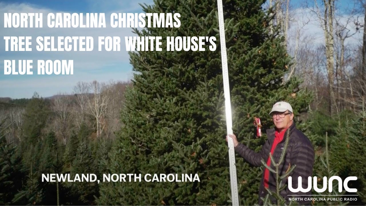 North Carolina Christmas tree selected for White House's Blue Room ...