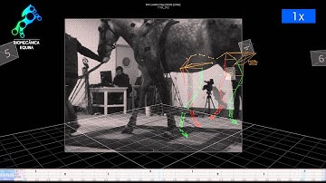 Equine Biomechanics Longer