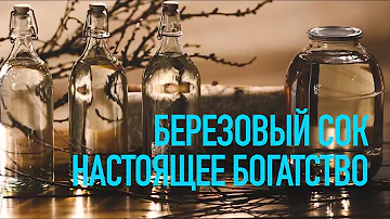 БЕРЕЗОВЫЙ СОК - ПОЛЬЗА И КАК ЕГО СОХРАНИТЬ?