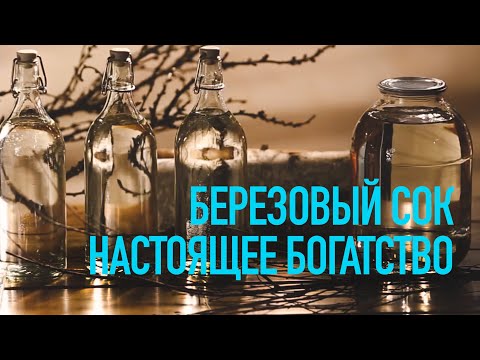 Видео: Клен капает сок - Почему из моего клена течет сок и как лечить